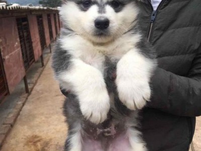 如何科学喂养幼犬的阿拉斯加？（以宠物为主，让你爱的小狗健康成长！）