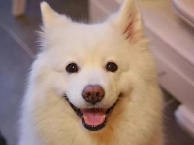 银狐犬只吃肉怎么办？（以宠物为主，让你的银狐犬健康饮食）