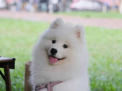 萨摩耶犬的价格及饲养注意事项（探索萨摩耶犬的价格和养护之道）