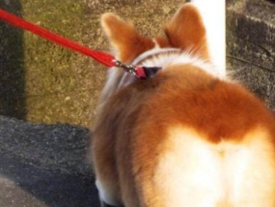 追寻尾巴的足迹——柯基犬的特殊习性（揭开柯基犬为何不断追逐尾巴的奥秘）