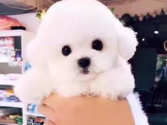 纯种比熊犬的特征与魅力（深入了解纯种比熊犬的独特特征和迷人之处）