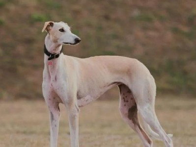 如何解决三个月大格力犬的营养不良问题（宠物主人必看，教你如何喂养健康格力犬）