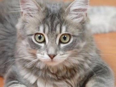 猫胡子的神奇用途（揭开猫胡子的秘密）