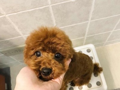 贵宾犬的饲养方法（如何让你的贵宾犬健康快乐？）