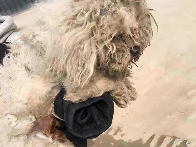 纯种比熊犬的五大特征（告别串串比熊，外表如棉花糖般可爱）