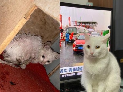 解决宠物破坏问题的方法（如何让独自在家的博美少破坏东西）