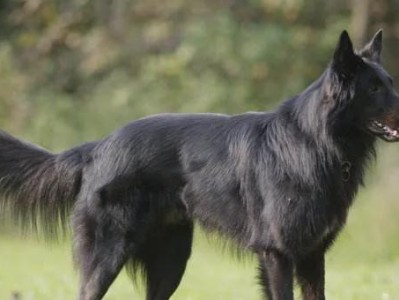 比利时坦比连犬的饲养之道（以宠物为主，打造健康快乐的犬儿生活）