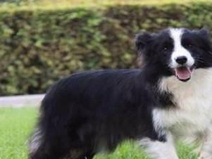 边境牧羊犬是否爱叫？（探究边境牧羊犬的叫声特点及如何控制其叫声）