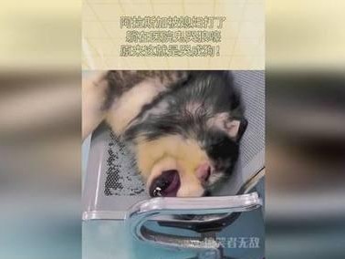 解析阿拉斯加为何不会狼嚎（探究环境与遗传因素对阿拉斯加狼群嚎叫行为的影响）