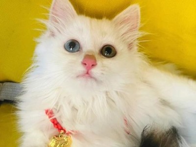 山东狮子猫（探寻山东狮子猫的魅力与魄力）