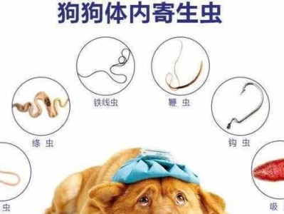 怕过敏的你也能养狗！这11种不易引发过敏的狗狗推荐（选择适合过敏体质的狗狗，让你实现养狗梦想）
