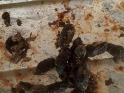 兔子的常见病症及预防措施（探索兔子常见病症与病因，了解预防和治疗方法）