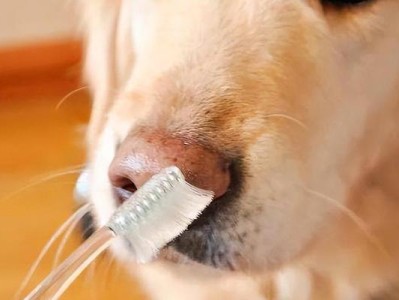 如何正确给狗狗刷牙（掌握正确的方法，保护宠物的口腔健康）