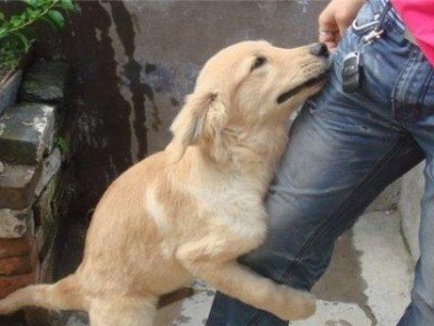 为什么狗狗走道斜着走？（探究狗狗斜行姿势的原因和意义）