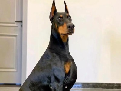 为什么一般人不养“杜宾犬”？（探讨杜宾犬在狗界中作为模特的原因）