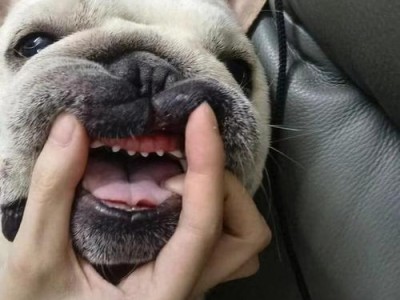 养法国斗牛犬（对法国斗牛犬的误解和现实问题让我忧心不已）