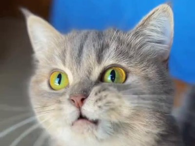 摸小猫的美妙感受（细腻触感与温暖亲密的互动体验）