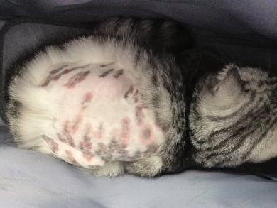宠物猫咪生病预防指南（如何保护你的猫咪健康）