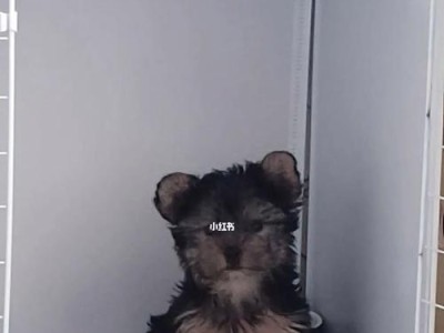 约克夏犬缺钙怎么办？（宠物主人必看，多吃这些食物给约克夏犬补钙！）