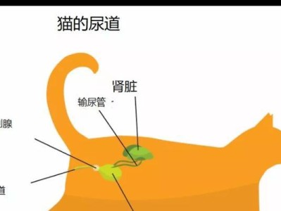 了解犬尿道感染（揭秘犬尿道感染的症状、原因和治疗方法）