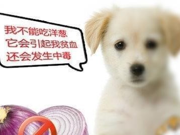 狗狗食物过敏常识（了解狗狗食物过敏，保障宠物健康）