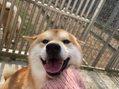 金毛犬如何增肥健康？（了解胖瘦原因，合理调整宠物饮食和运动）