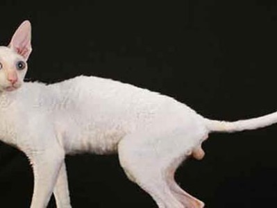 如何正确饲养波米拉猫（宠物波米拉猫的养护技巧）