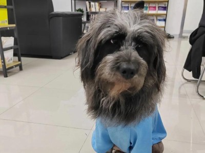 边境牧羊犬的市场价格及其高昂原因（边牧犬价格的波动与市场需求分析）