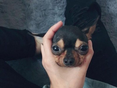 吉娃娃犬与小鹿犬（如何正确辨别吉娃娃犬和小鹿犬，了解它们的特征和区别）