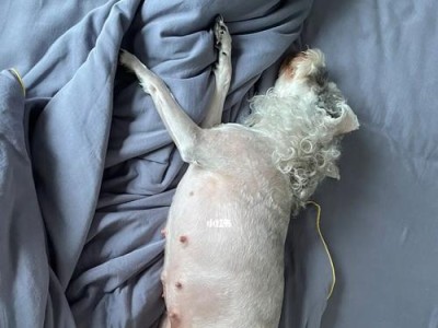 狗狗肚子鼓鼓的原因是什么？（探究狗狗肚子鼓鼓的6大原因）