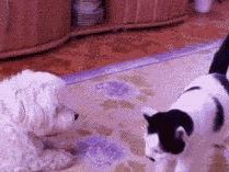 狗狗为什么会流鼻血？（探究狗狗流鼻血的原因及预防方法）