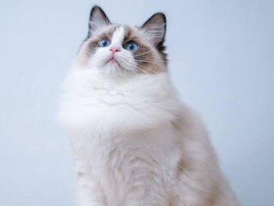 最可爱的猫名字大公开！（探寻让人心动的猫咪名字，一起寻找最可爱的猫！）
