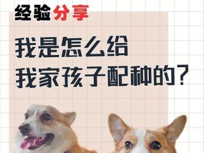 提高宠物狗狗受孕率的方法（为您的狗狗创造良好的受孕条件）