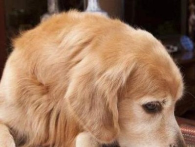 如何训练金毛犬大小便（宠物爱好者必看，训练金毛犬大小便的技巧）