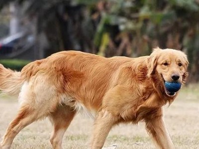 打造健康金毛犬（宠物家长必看，让你的金毛犬健康成长不费劲！）