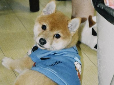 挑选合适的柴犬幼犬的重要事项（柴犬幼犬价格、适宜饲养环境及选择方法一览）