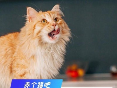 小猫叫的含义及其背后的秘密（探索小猫叫的不同意思以及它们背后的真相）