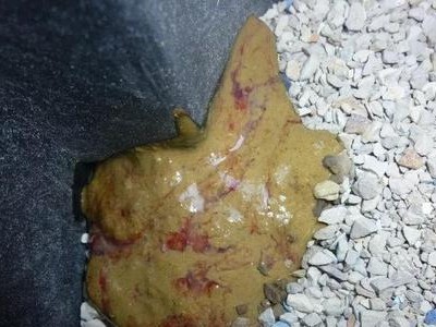 揭秘猫拉脱水的征兆与预防措施（如何保持宠物猫的健康状态？）
