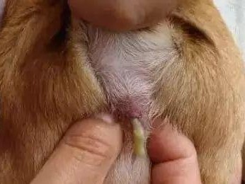 如何给汪星人挤肛门腺，让它们保持健康（简单易做的方法让你轻松完成，）