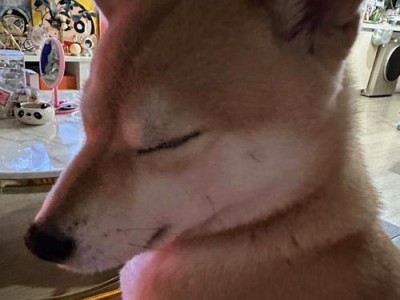 柴犬为什么会流口水？（探究柴犬流口水的原因及处理方法）