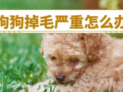 小泰迪掉毛有良方吗？（探寻最有效的小泰迪掉毛药品）