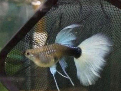 以养孔雀鱼为主的鱼缸，打造独特水族馆（选择适合的品种，营造绚丽多彩的水上世界）