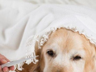 幼犬的正常体温和异常情况（了解幼犬体温的重要性及如何判断异常情况）