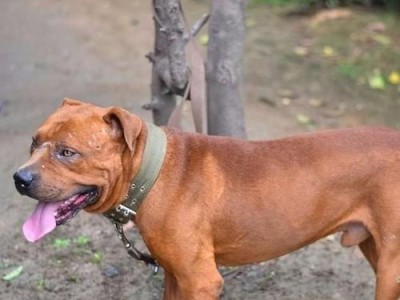 比特犬的价格及挑选方法介绍（如何鉴别优质的比特犬）