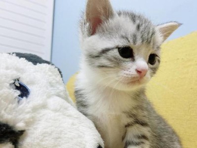 选择适合美短的优质猫粮品牌，让它健康快乐成长（以美短喂什么牌子好？探索最适合美短的猫粮选择）