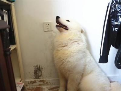 狗狗拆家的真相（揭秘狗狗行为背后的原因，让你和宠物更和谐）