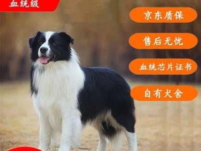 边境牧羊犬的饮食需求与喂养方法（了解边境牧羊犬的饮食习惯和营养需求，正确喂养你的牧羊犬）