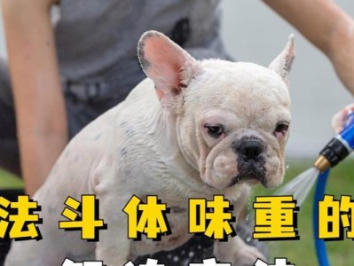 法斗犬的优缺点及梳理清洁（解读法斗犬的特点、挑战与护理技巧）