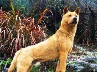 本土狗狗（探索本土狗狗世界，发现其独特之处）