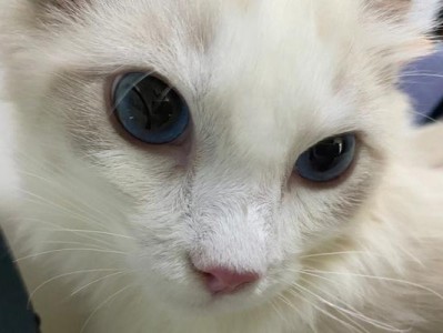 盘点身价最贵的猫咪（了解价值高达3000美元的稀有猫咪品种）